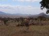  2005 Kenia - 50 - Park.jpg